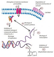 Diagram showing modes of action of antimicrobial agents on cell wall, membrane, and nucleic acids