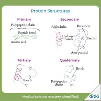 Protein structure levels: primary, secondary, tertiary, quaternary