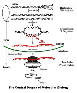 Central Dogma of Molecular Biology diagram