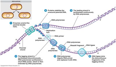 DNA replication fork and enzyme roles