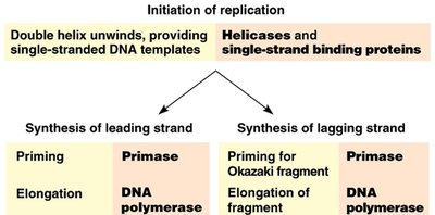 Enzyme functions in DNA replication