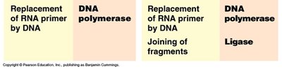 Enzyme functions in DNA replication (continued)