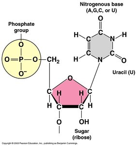Central Dogma of Gene Expression