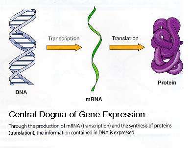 Transcription process