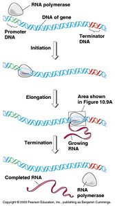 Transcription steps: initiation, elongation, termination