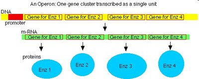 Operon structure in prokaryotes