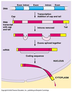 Eukaryotic mRNA processing