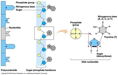 DNA nucleotide structure and polynucleotide chain