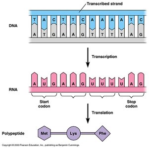 Translation initiation