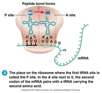 Translation elongation and peptide bond formation