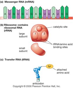 Types of RNA: mRNA, rRNA, tRNA