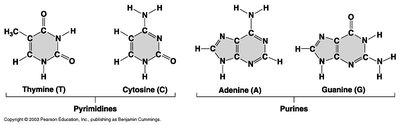 Structures of DNA bases: pyrimidines and purines