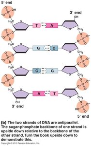 Antiparallel DNA strands