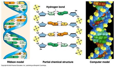 DNA double helix models and hydrogen bonding