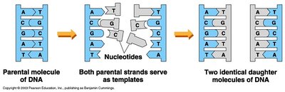 Semi-conservative DNA replication