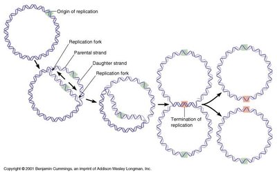 Bidirectional replication in prokaryotes