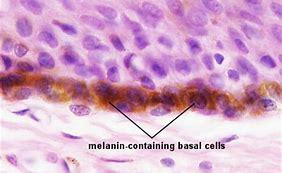 Melanin-containing basal cells in the skin