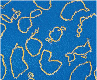 Plasmids exist in cells separate from chromosomes