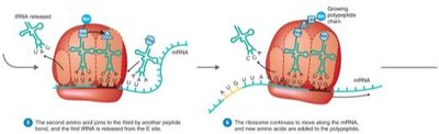 Process of translation: peptide bond formation