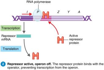 Inducible operon: repressor active, operon off