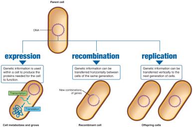 The flow of genetic information: expression, recombination, replication
