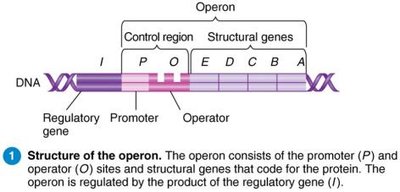 Repressible operon structure