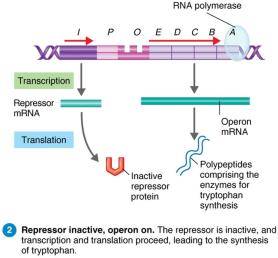 Repressible operon: repressor inactive, operon on