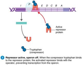 Repressible operon: repressor active, operon off