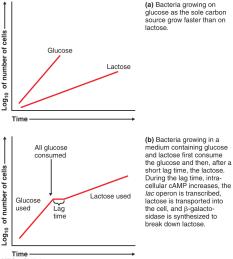 Growth rate of E. coli on glucose and lactose