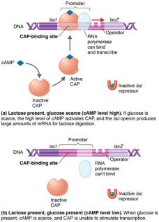 Positive regulation of the lac operon