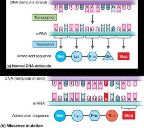Missense mutation