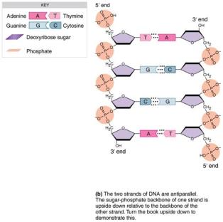 Antiparallel structure of DNA strands