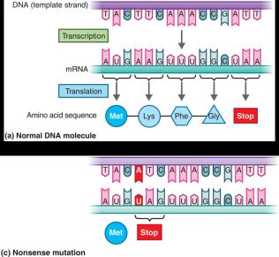 Nonsense mutation
