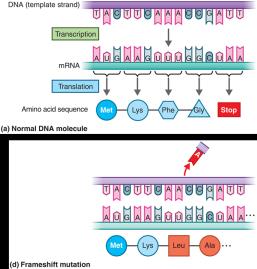 Frameshift mutation