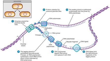 Summary of events at the DNA replication fork