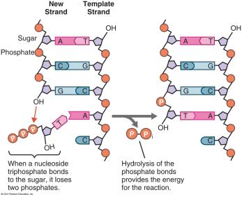 Adding a nucleotide to DNA and energy release