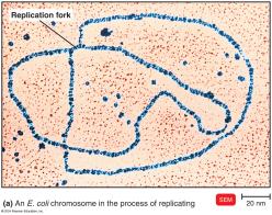 E. coli chromosome replicating