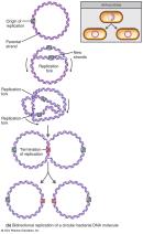 Bidirectional replication of a circular bacterial DNA molecule