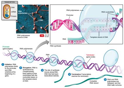Process of transcription