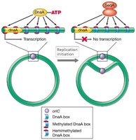 Initiation of DNA replication in bacteria
