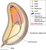 Chromosome partitioning in Caulobacter
