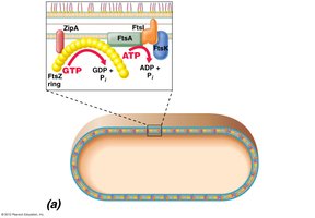 Divisome complex and FtsZ ring in bacterial cell division