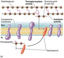 Bactoprenol and peptidoglycan precursor transport