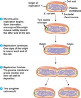 Chromosome replication and partitioning in E. coli