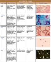 Table summarizing differential stains including flagella stain
