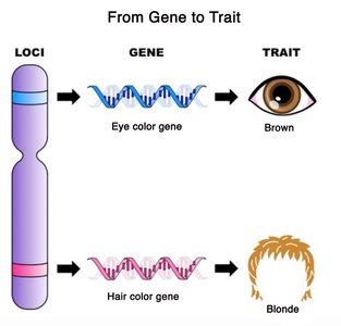 From Gene to Trait: Loci, Gene, Trait