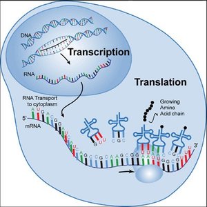 Cellular location of transcription and translation