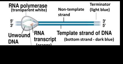 Transcription elongation: RNA synthesis