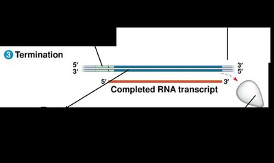 Transcription termination: completed RNA transcript
