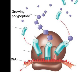 Translation: ribosome, tRNA, mRNA, polypeptide